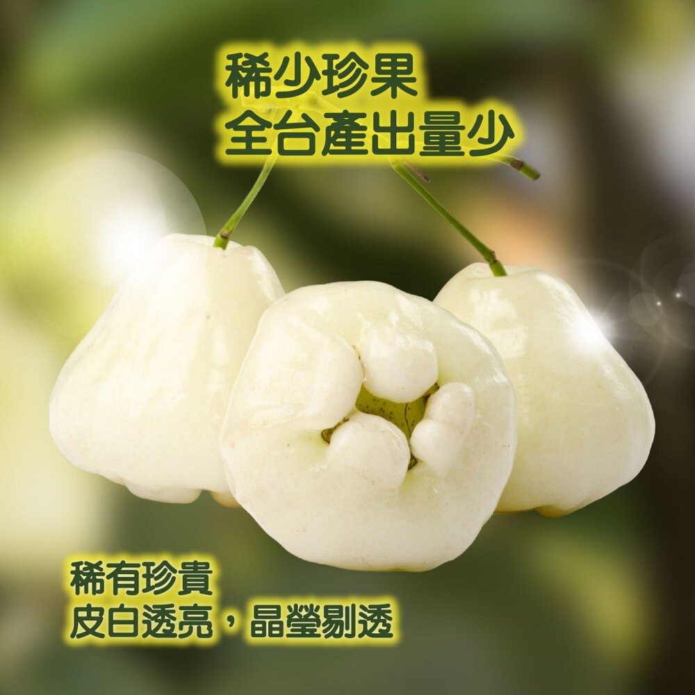 屏東林邊貴妃白玉蓮霧3.5斤±10%含盒 0運費【果農直配】蓮霧 白蓮霧 白色蓮霧 貴妃蓮霧 屏東蓮霧-細節圖3