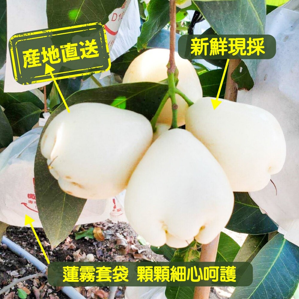 屏東林邊貴妃白玉蓮霧3.5斤±10%含盒 0運費【果農直配】蓮霧 白蓮霧 白色蓮霧 貴妃蓮霧 屏東蓮霧-細節圖4