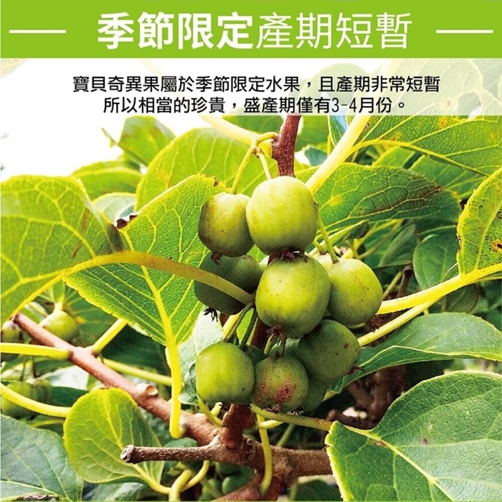 紐西蘭Baby Kiwi袖珍奇異果(每盒125g±10%) 0運費【果之蔬】寶貝奇異果 迷你奇異果 紐西蘭奇異果-細節圖4