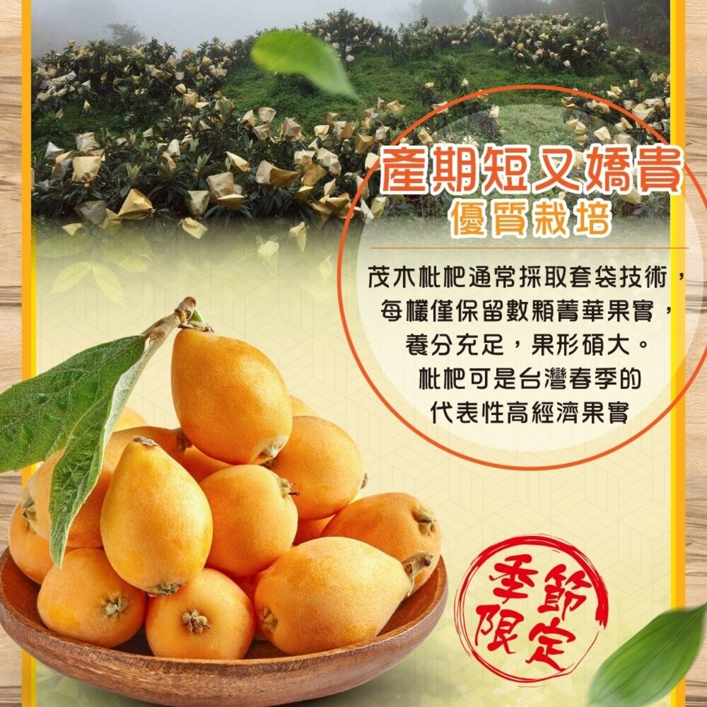 台灣黃金茂木枇杷(每盒400g±10%含盒) 0運費【果農直配】台灣枇杷 台灣水果-細節圖3