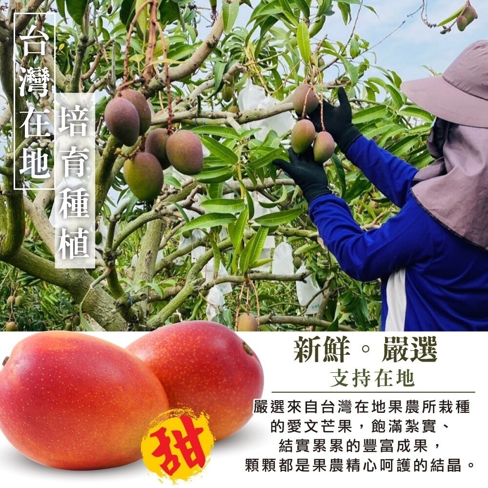 嚴選屏東愛文芒果 0運費【果之蔬】芒果 台灣愛文-細節圖2