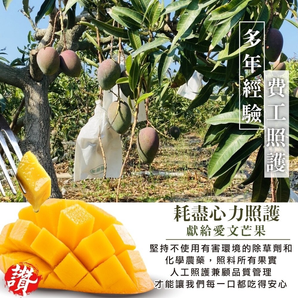 嚴選屏東愛文芒果 0運費【果之蔬】芒果 台灣愛文-細節圖3