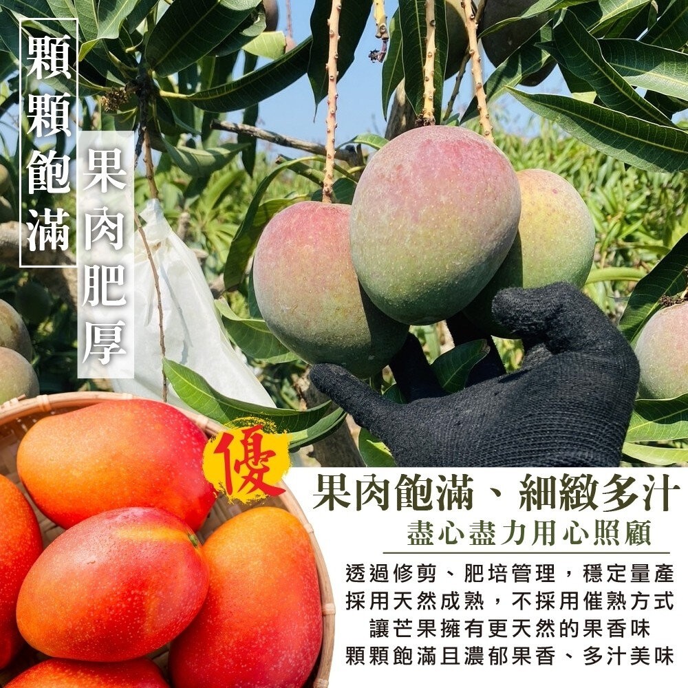 嚴選屏東愛文芒果 0運費【果之蔬】芒果 台灣愛文-細節圖4