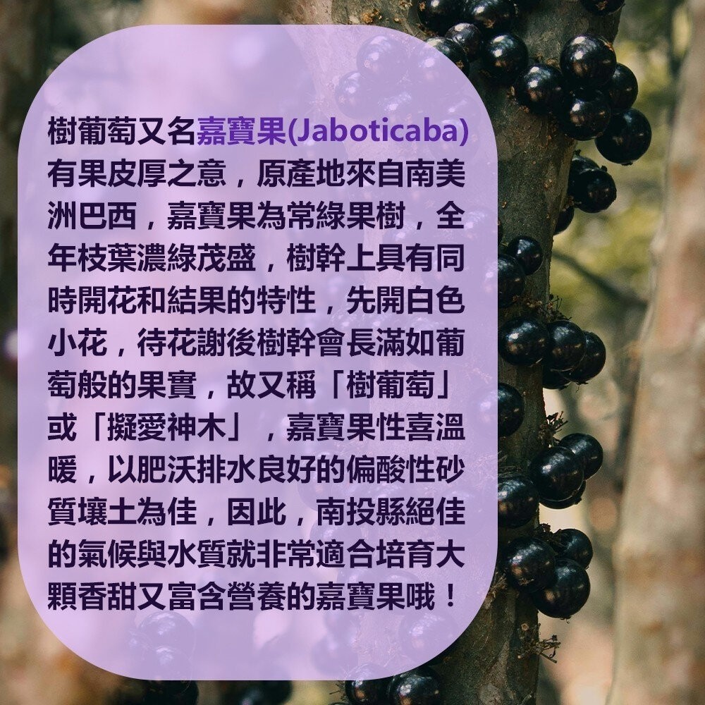 南投縣嘉寶果-樹葡萄(每箱3斤±10%含箱) 0運費【果農直配】嘉寶果-細節圖2