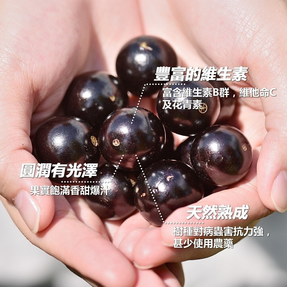 南投縣嘉寶果-樹葡萄(每箱3斤±10%含箱) 0運費【果農直配】嘉寶果-細節圖3