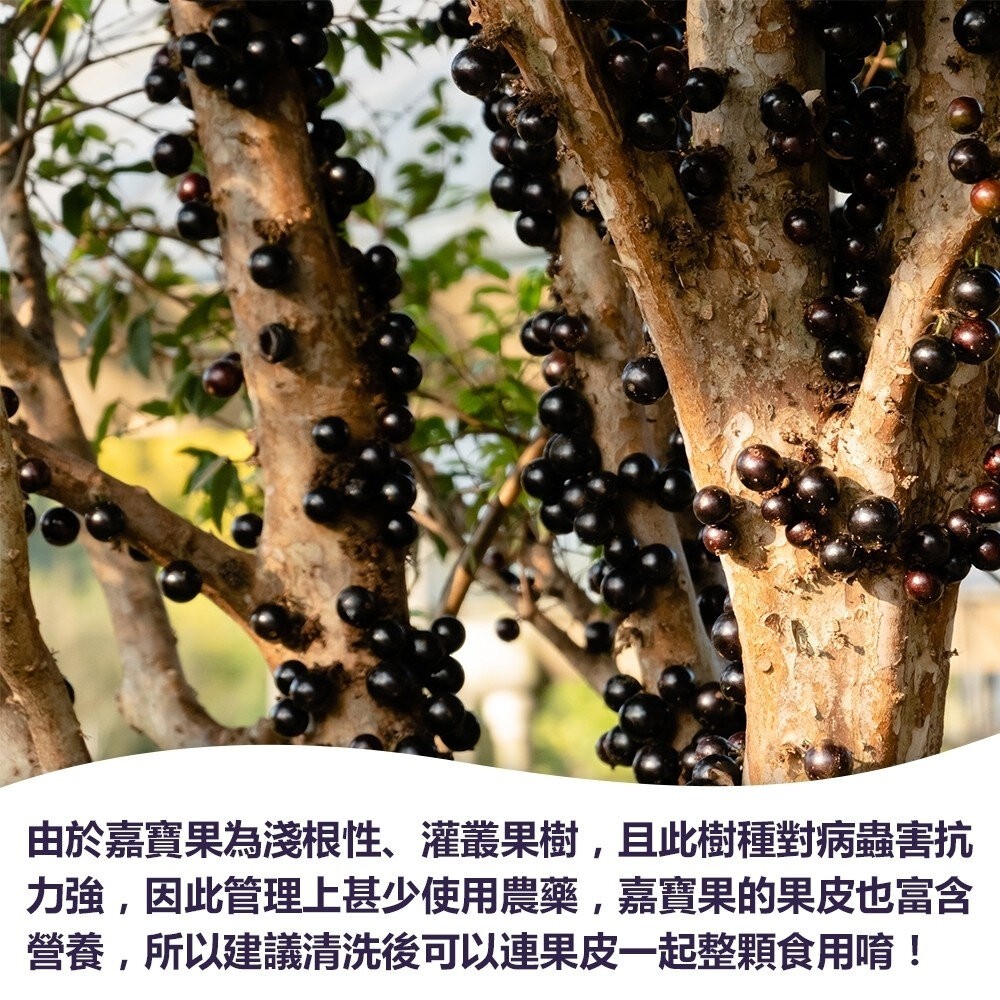 南投縣嘉寶果-樹葡萄(每箱3斤±10%含箱) 0運費【果農直配】嘉寶果-細節圖4