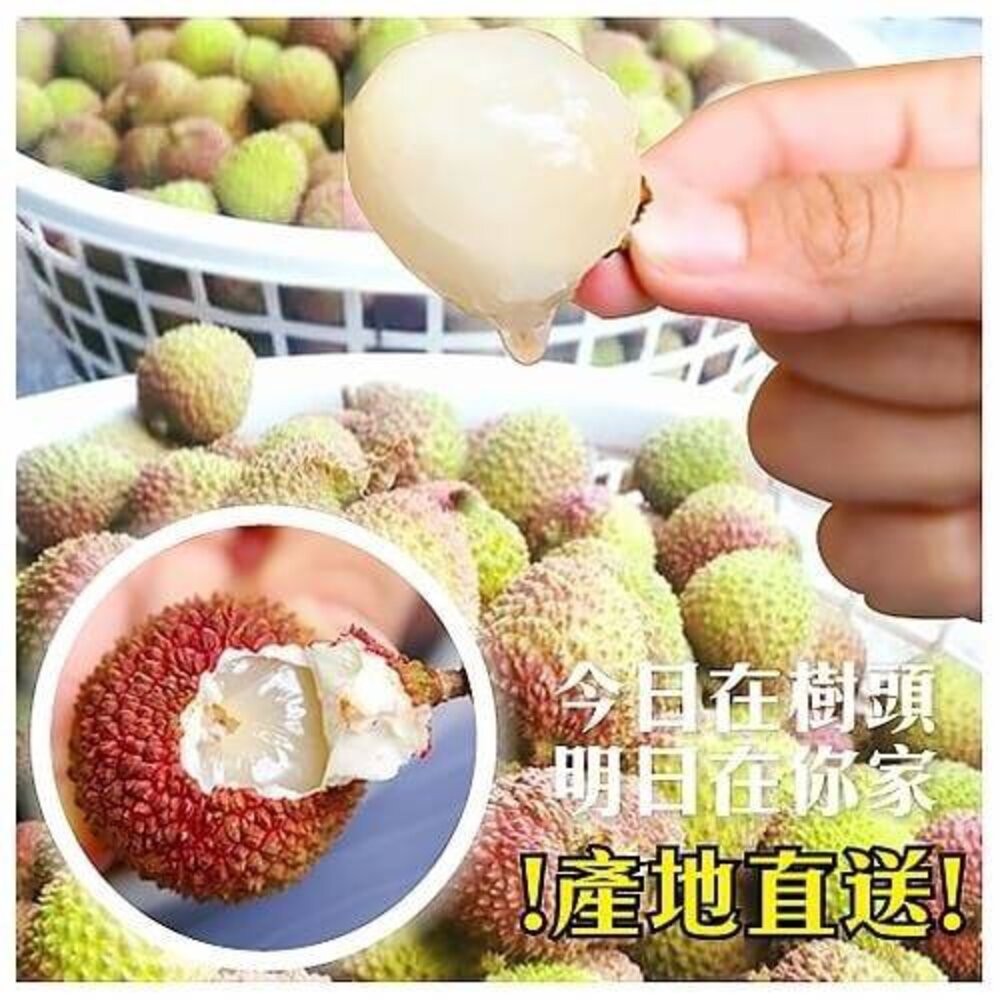 33mm+大樹爆汁玉荷包5斤禮盒(去枝去葉)粒裝 0運費【果農直配】荔枝-細節圖6