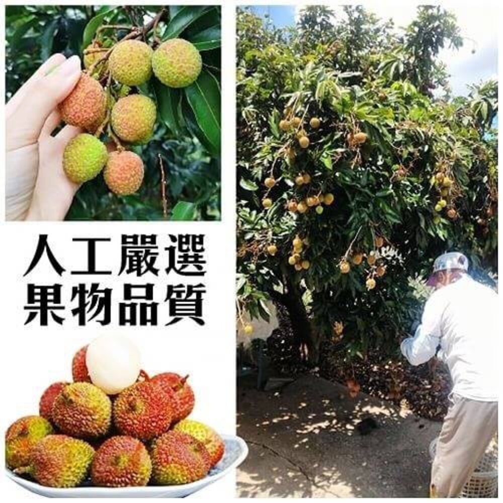 36mm+大樹爆汁玉荷包5斤禮盒(去枝去葉)粒裝 0運費【果農直配】荔枝-細節圖5