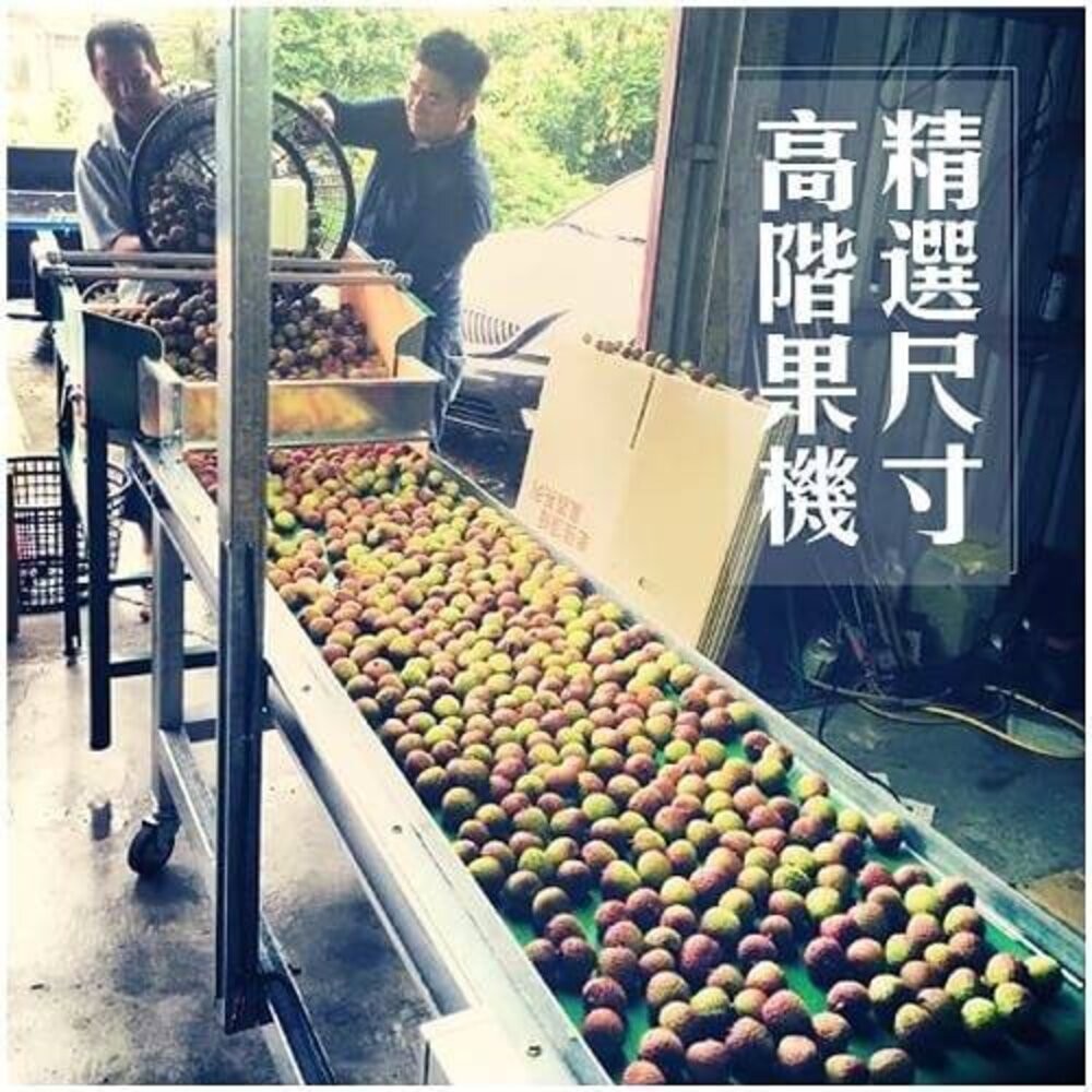 36mm+大樹爆汁玉荷包5斤禮盒(去枝去葉)粒裝 0運費【果農直配】荔枝-細節圖6