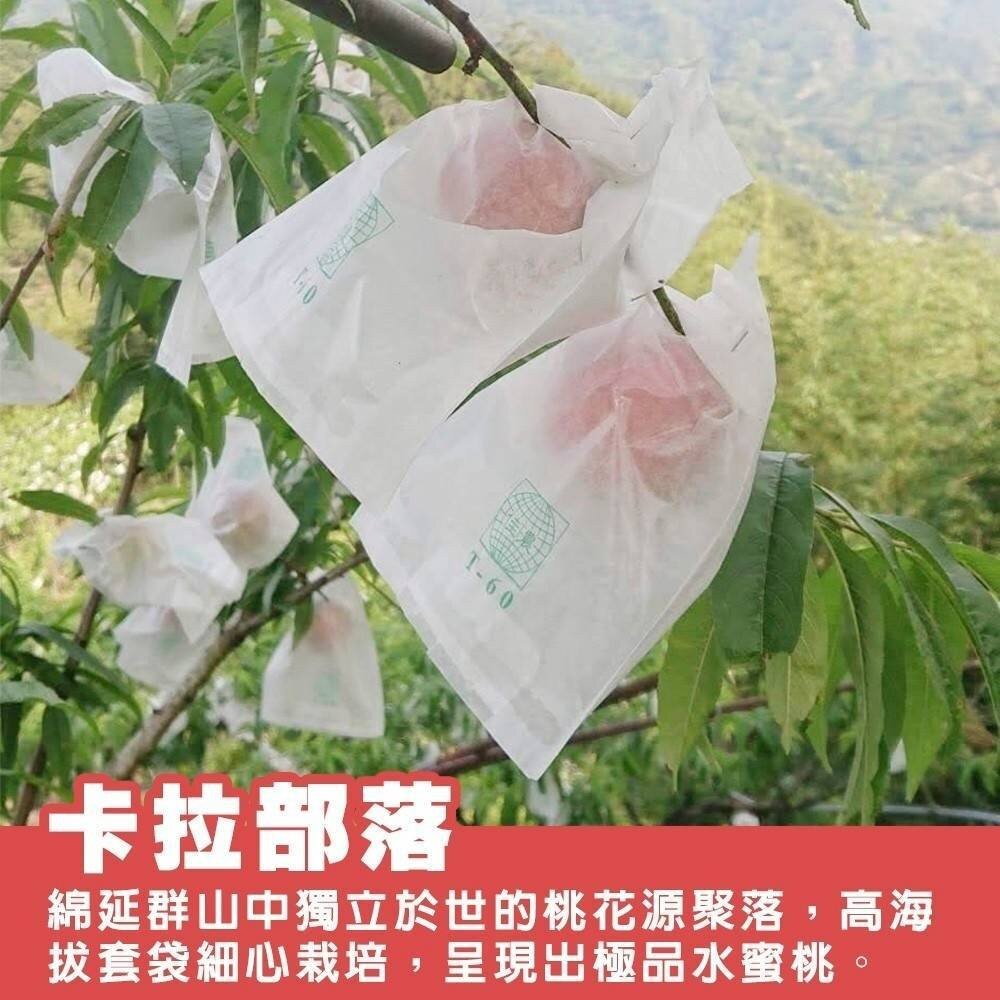卡拉部落拉拉山水蜜桃禮盒(每盒1.2-1.4kg) 0運費 【果農直配】-細節圖3