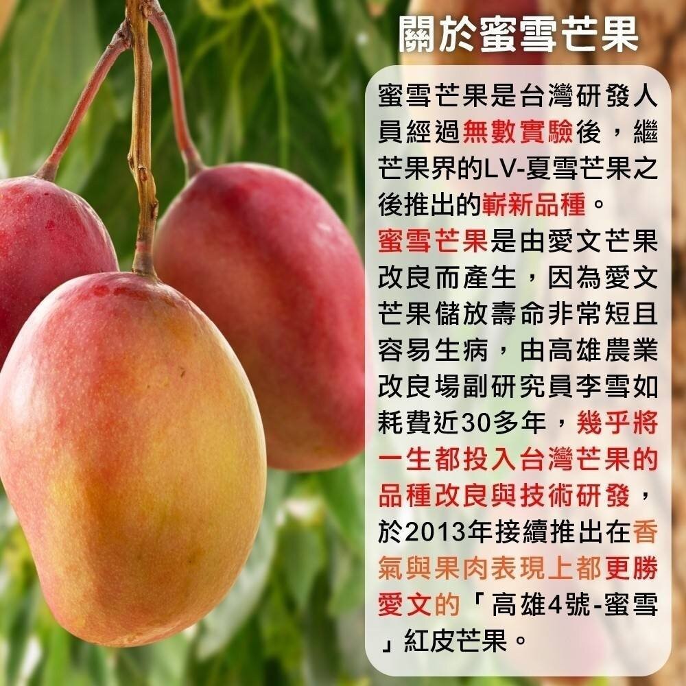 愛馬仕雙拼台東夏雪+蜜雪芒果合裝盒2.5kg±10%含盒 0運費【果農直配】夏雪芒果 蜜雪芒果 芒果禮盒-細節圖4