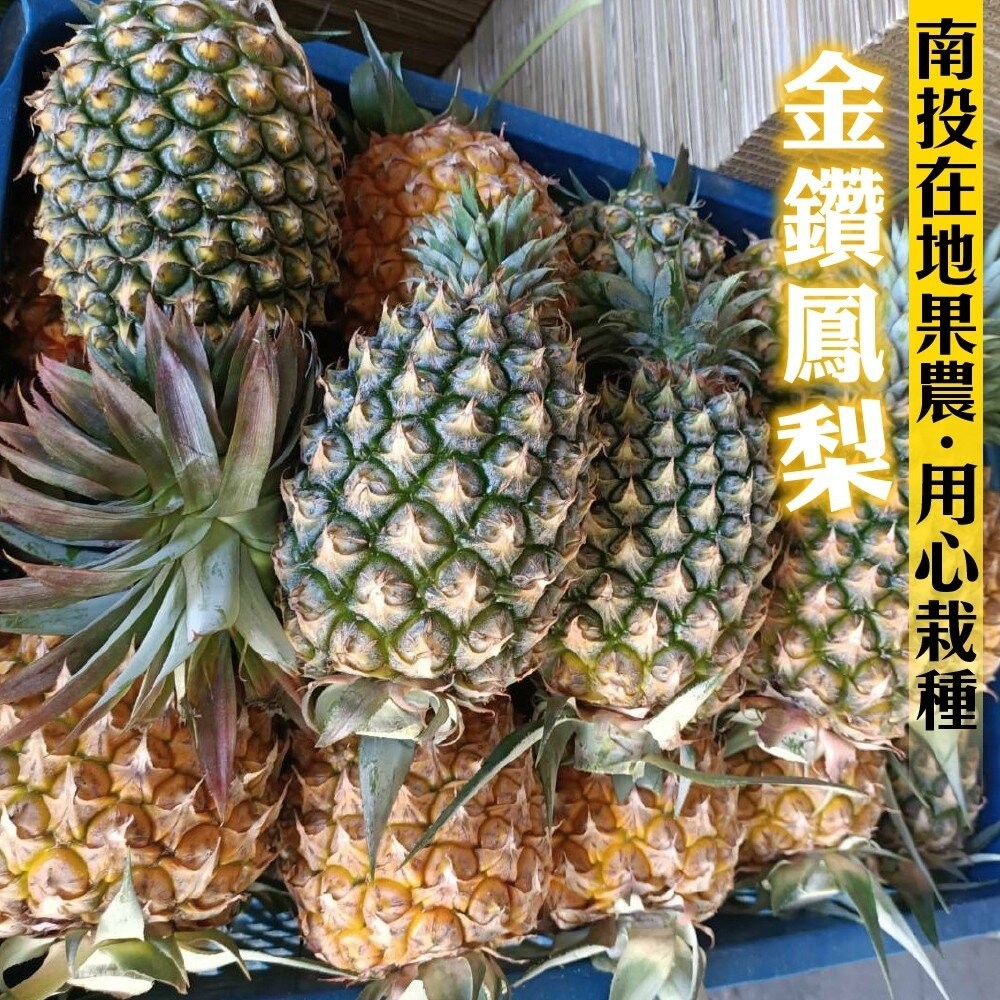 台灣大顆金鑽鳳梨(每顆1kg±10%)【果農直配】全省免運-細節圖3