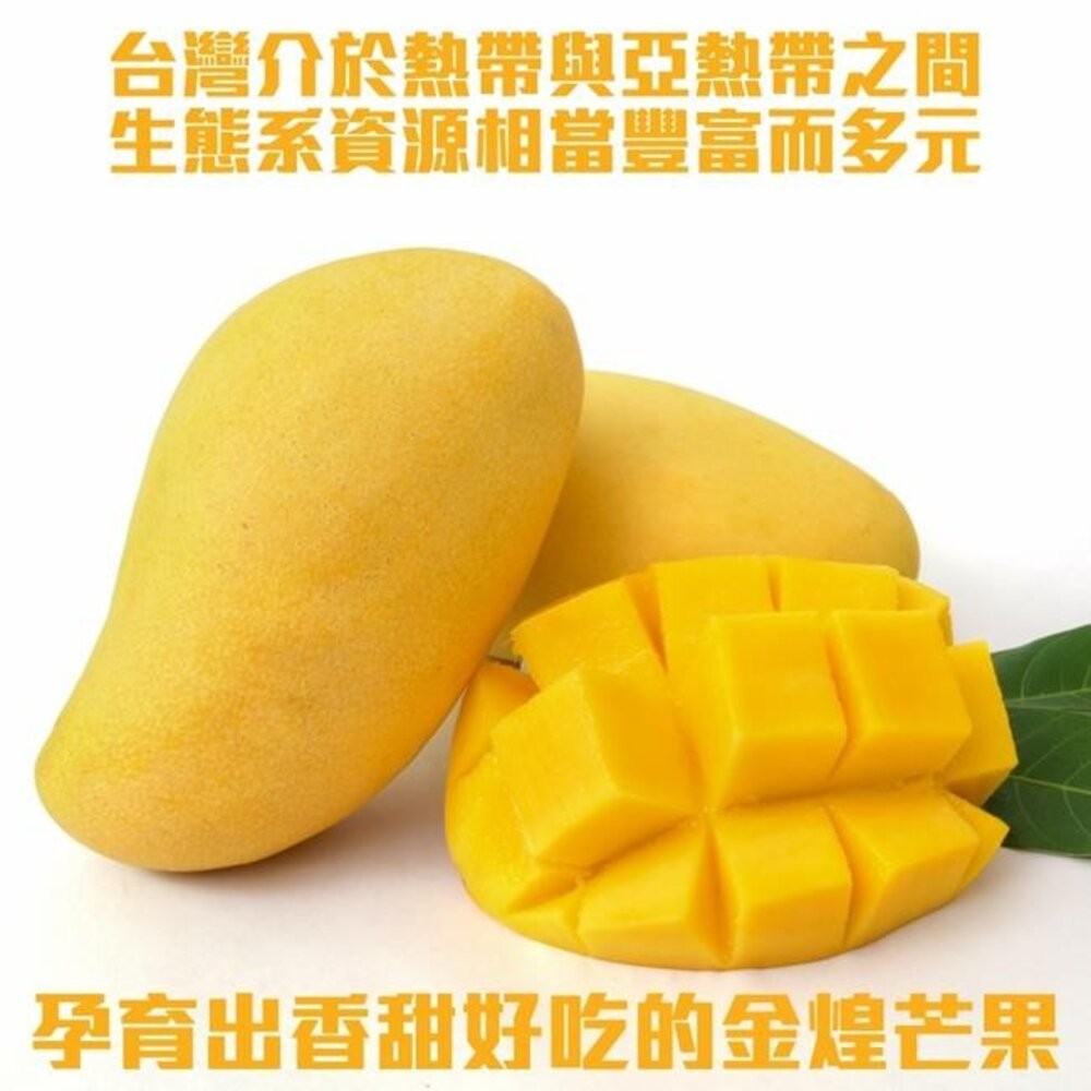 嚴選超大顆金煌芒果10斤±10%含箱重／7-10入 0運費【果之蔬】-細節圖3