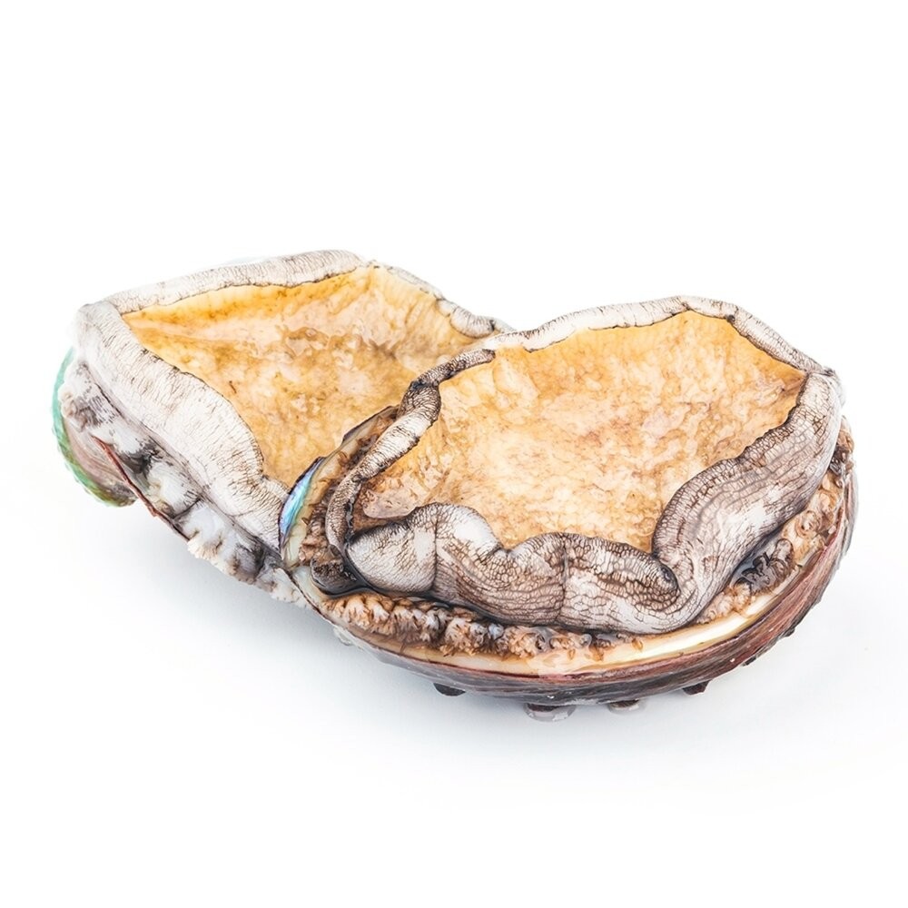 鮮凍2XL半殼九孔鮑魚(1kg±10%/10-12粒)【天天鮮配】滿額免運-細節圖2
