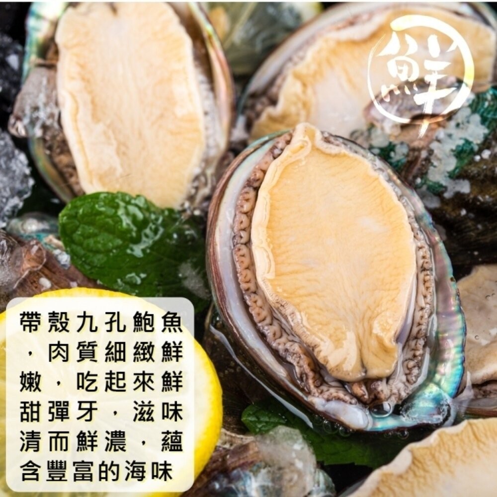 鮮凍2XL半殼九孔鮑魚(1kg±10%/10-12粒)【天天鮮配】滿額免運-細節圖3