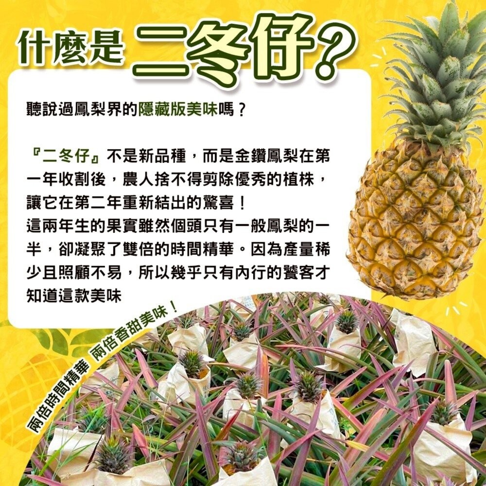 台灣二冬仔鳳梨15斤±10%含箱重 0運費【果農直配】-細節圖3