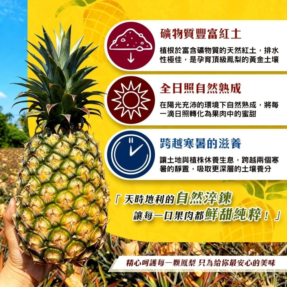 台灣二冬仔鳳梨15斤±10%含箱重 0運費【果農直配】-細節圖5