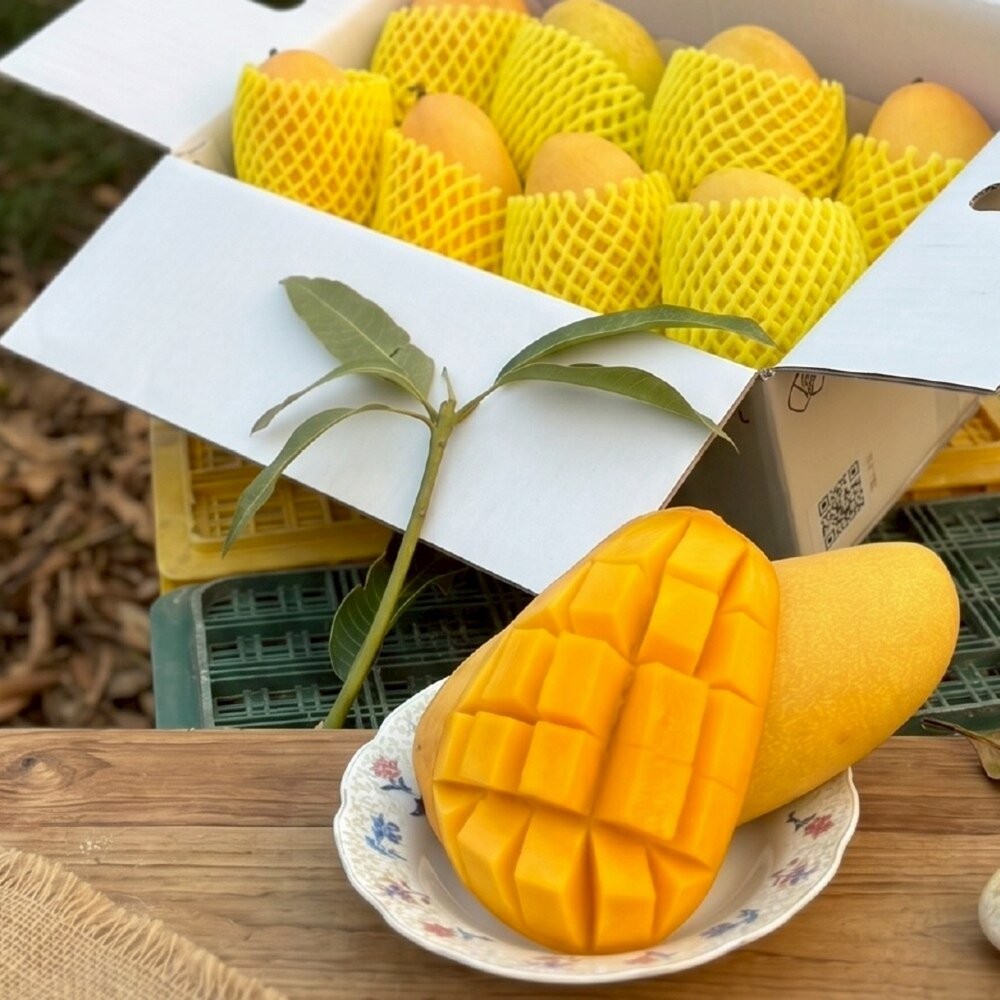 外銷等級台灣夏雪芒果10斤±10%含箱 0運費【果農直配】-細節圖2