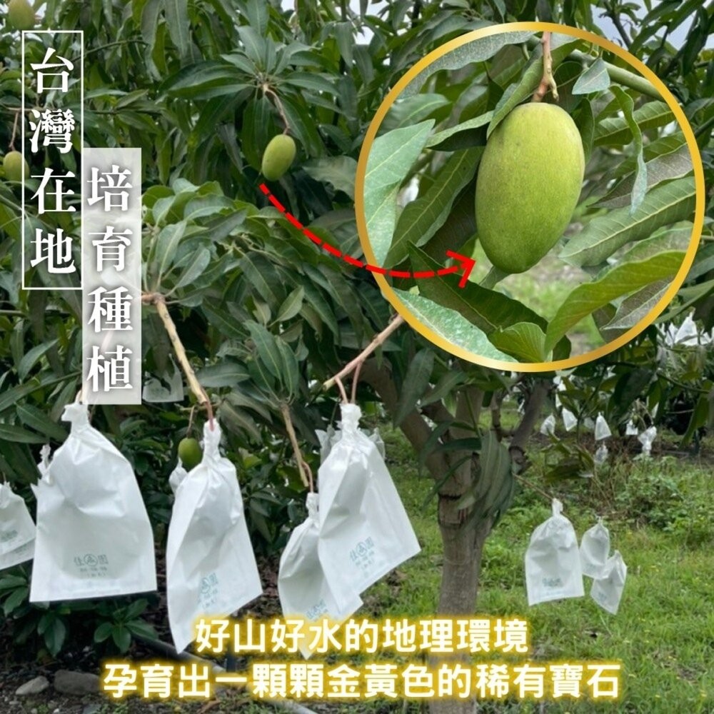 外銷等級台灣夏雪芒果10斤±10%含箱 0運費【果農直配】-細節圖3