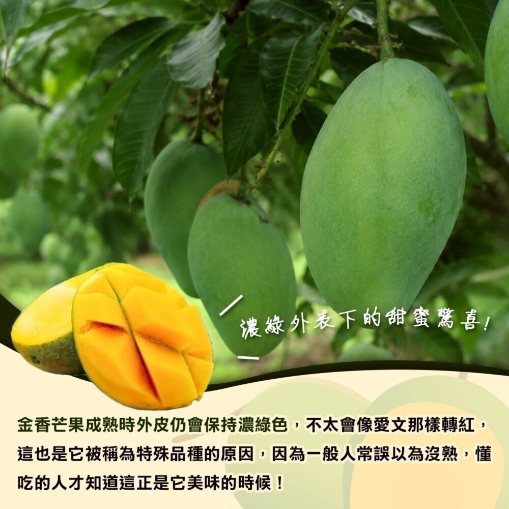 台南楠西金香芒果10斤±10%／12-15入 0運費【果農直配】金香芒果-細節圖3