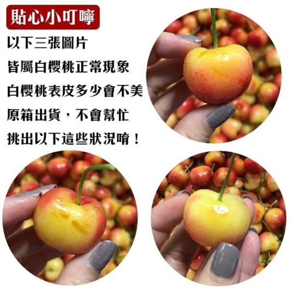 美國空運9.5R白櫻桃禮盒 0運費【果之蔬】-細節圖6