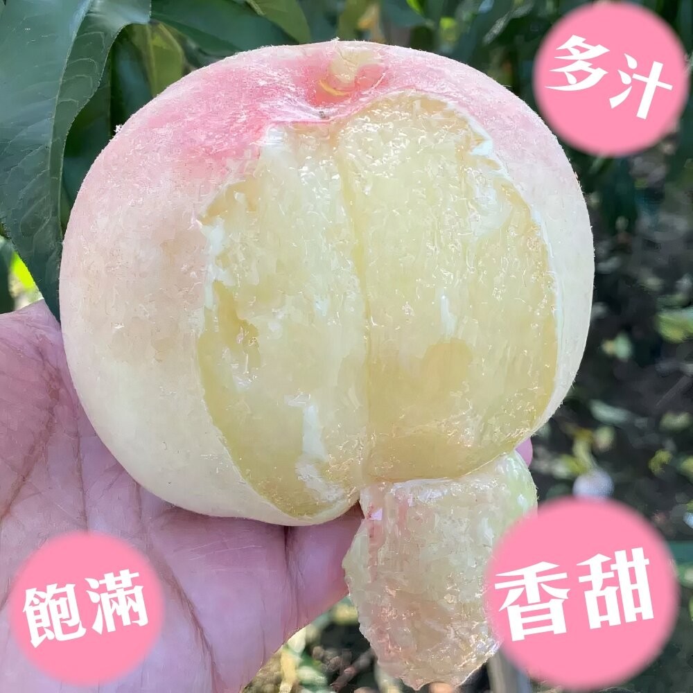 美國加州壽康貴妃水蜜桃原箱禮盒2.2kg±10%/含箱 0運費【果之蔬】壽康桃 壽康水蜜桃 水蜜桃禮盒 美國水蜜桃-細節圖3