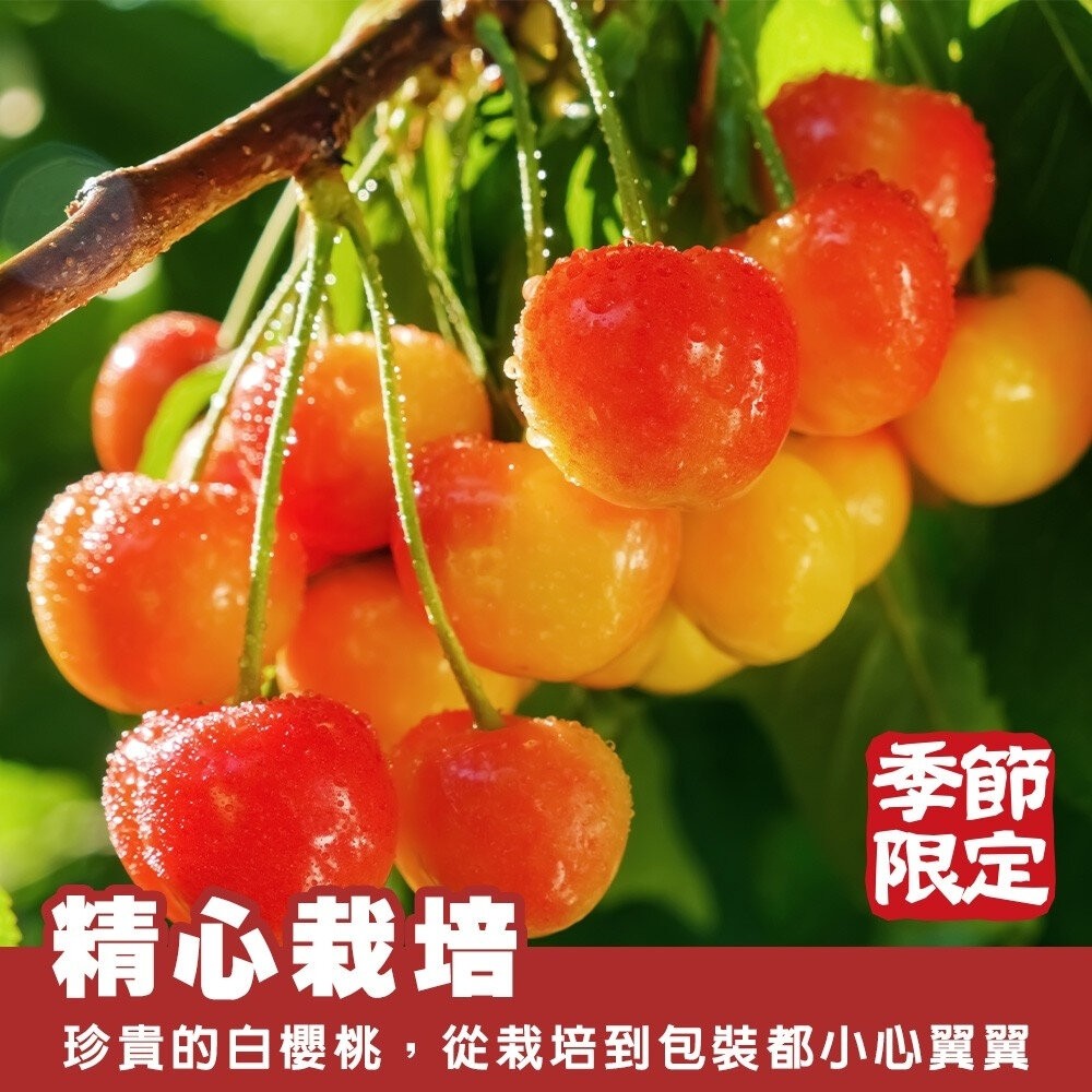 美國草莓白櫻桃禮盒 0運費【果之蔬】美國櫻桃 進口櫻桃 白櫻桃 櫻桃禮盒 白櫻桃禮盒 水果禮盒 9R 9.5R-細節圖2