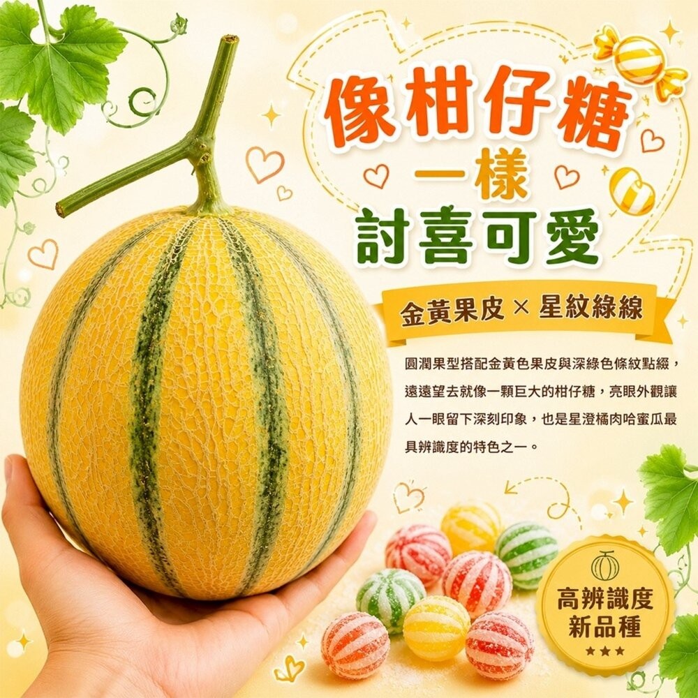 台灣星澄橘肉哈密瓜(法國甜瓜) 5斤±10%/2入組 0運費【果之蔬】哈密瓜 哈蜜瓜 紅哈密瓜 紅哈蜜瓜 紅肉哈蜜瓜-細節圖3