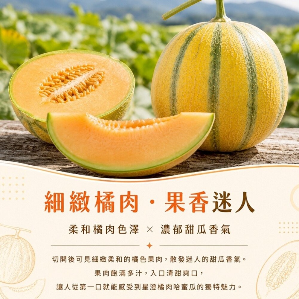 台灣星澄橘肉哈密瓜(法國甜瓜) 5斤±10%/2入組 0運費【果之蔬】哈密瓜 哈蜜瓜 紅哈密瓜 紅哈蜜瓜 紅肉哈蜜瓜-細節圖4
