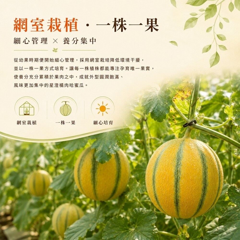 台灣星澄橘肉哈密瓜(法國甜瓜) 5斤±10%/2入組 0運費【果之蔬】哈密瓜 哈蜜瓜 紅哈密瓜 紅哈蜜瓜 紅肉哈蜜瓜-細節圖5