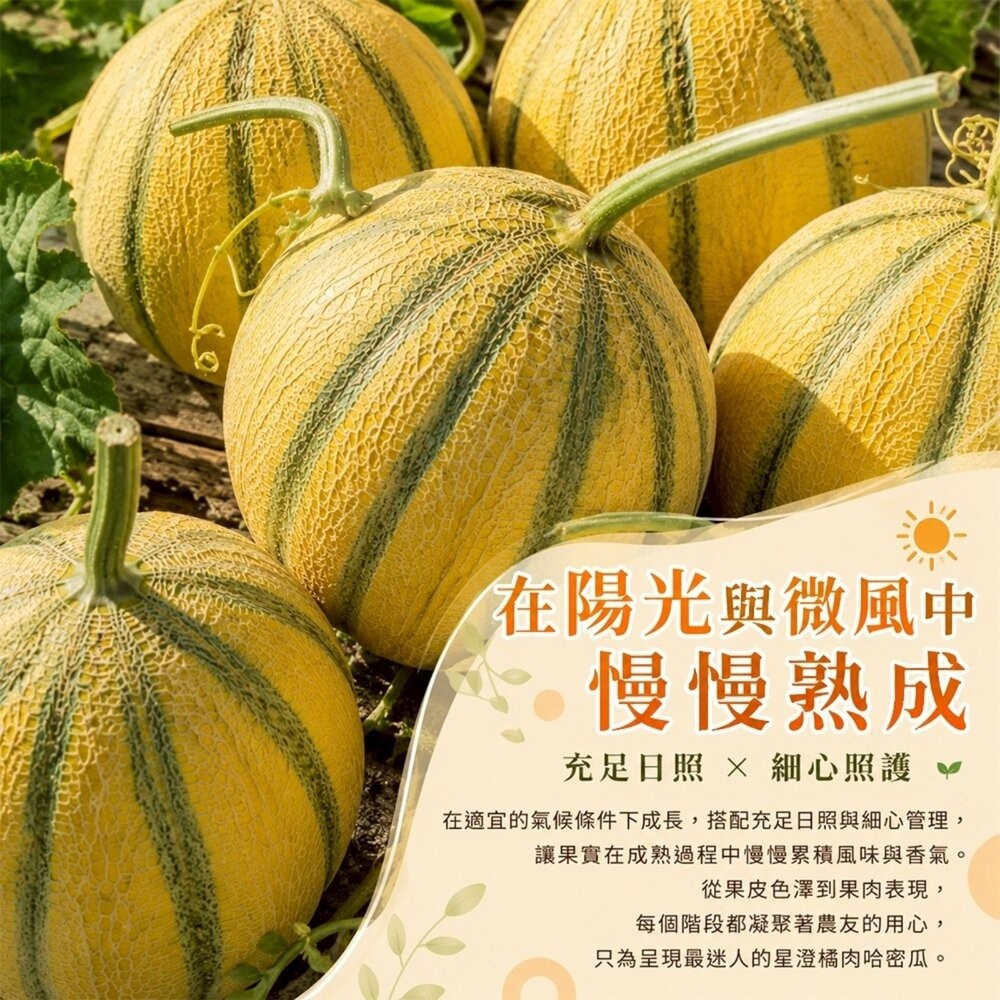 台灣星澄橘肉哈密瓜(法國甜瓜) 5斤±10%/2入組 0運費【果之蔬】哈密瓜 哈蜜瓜 紅哈密瓜 紅哈蜜瓜 紅肉哈蜜瓜-細節圖6