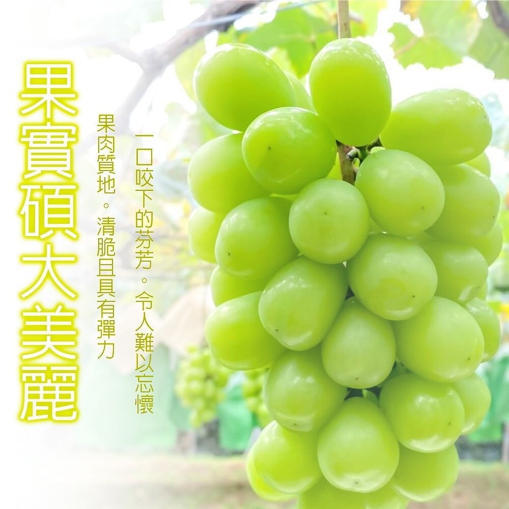 日本岡山晴王麝香葡萄(每串350g±10%含盒) 0運費【果之蔬】-細節圖5