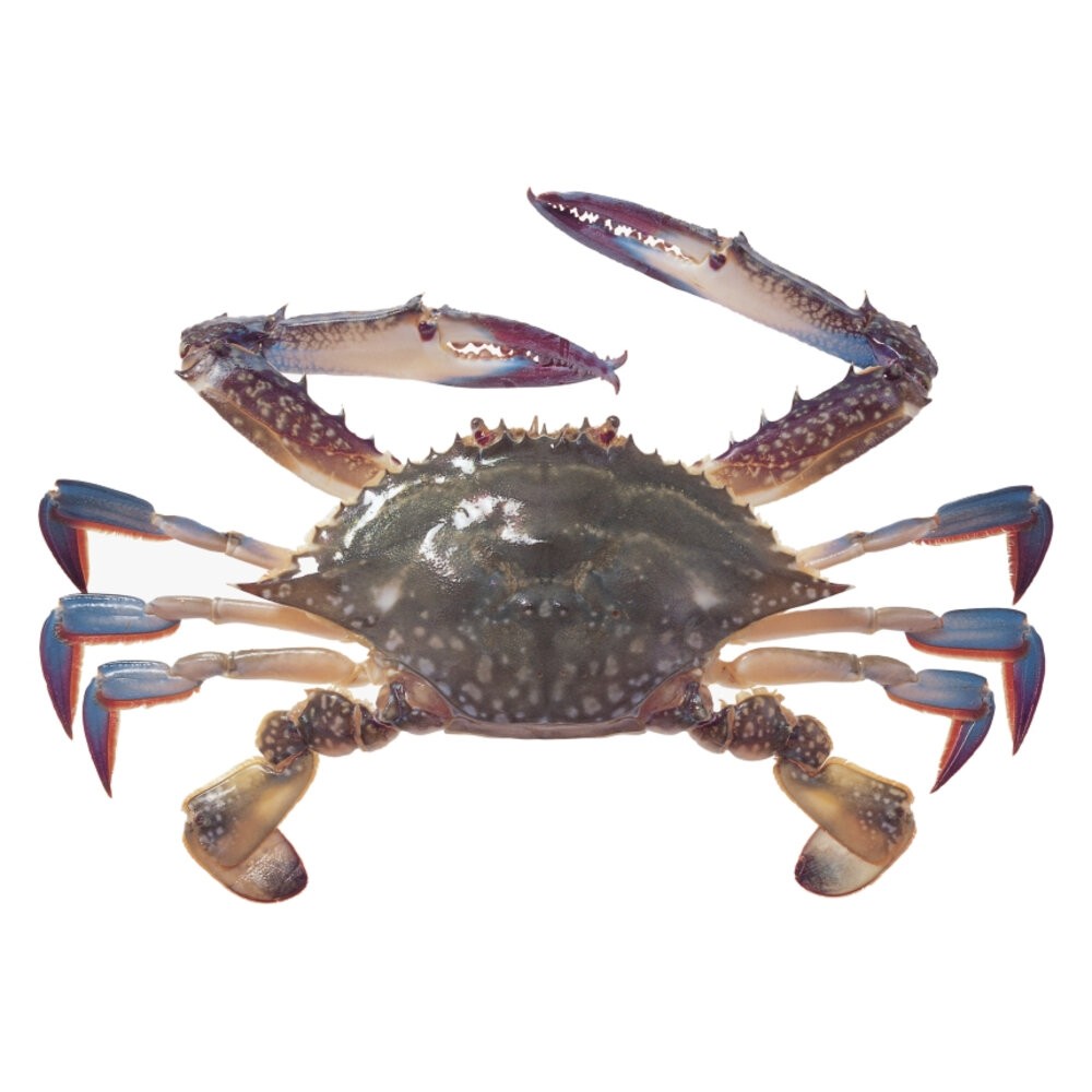韓式剖半藍蟹(每盒1kg±10%/約18-24入)【天天鮮配】滿額免運-細節圖2