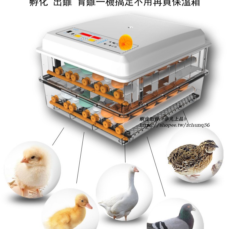 現貨免運 110V孵化機小型家用孵蛋器（帶溫度控制）智能雞鴨鵝鴿子孵化器 全自動小雞雞蛋孵化機 孵蛋器 孵化箱c413-細節圖7