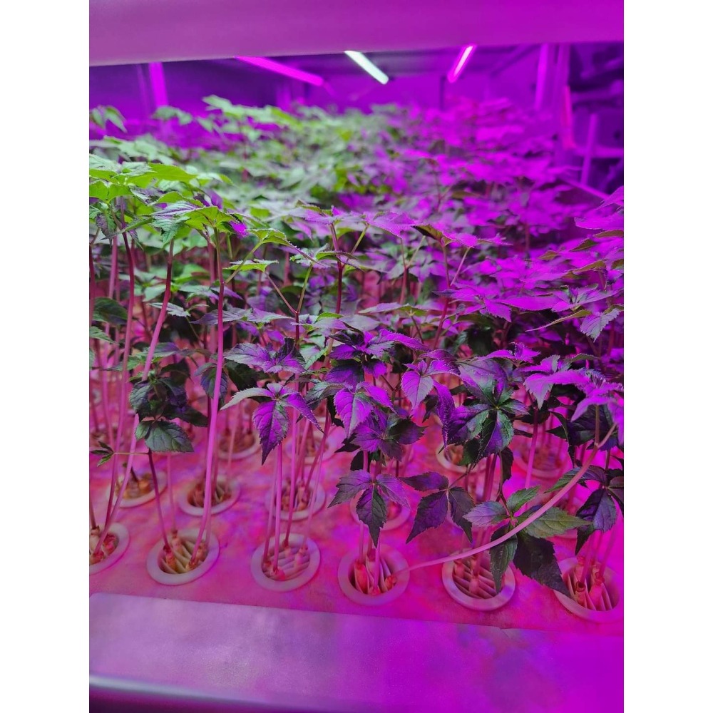 韓國新鮮人蔘 一年 蔘-細節圖2