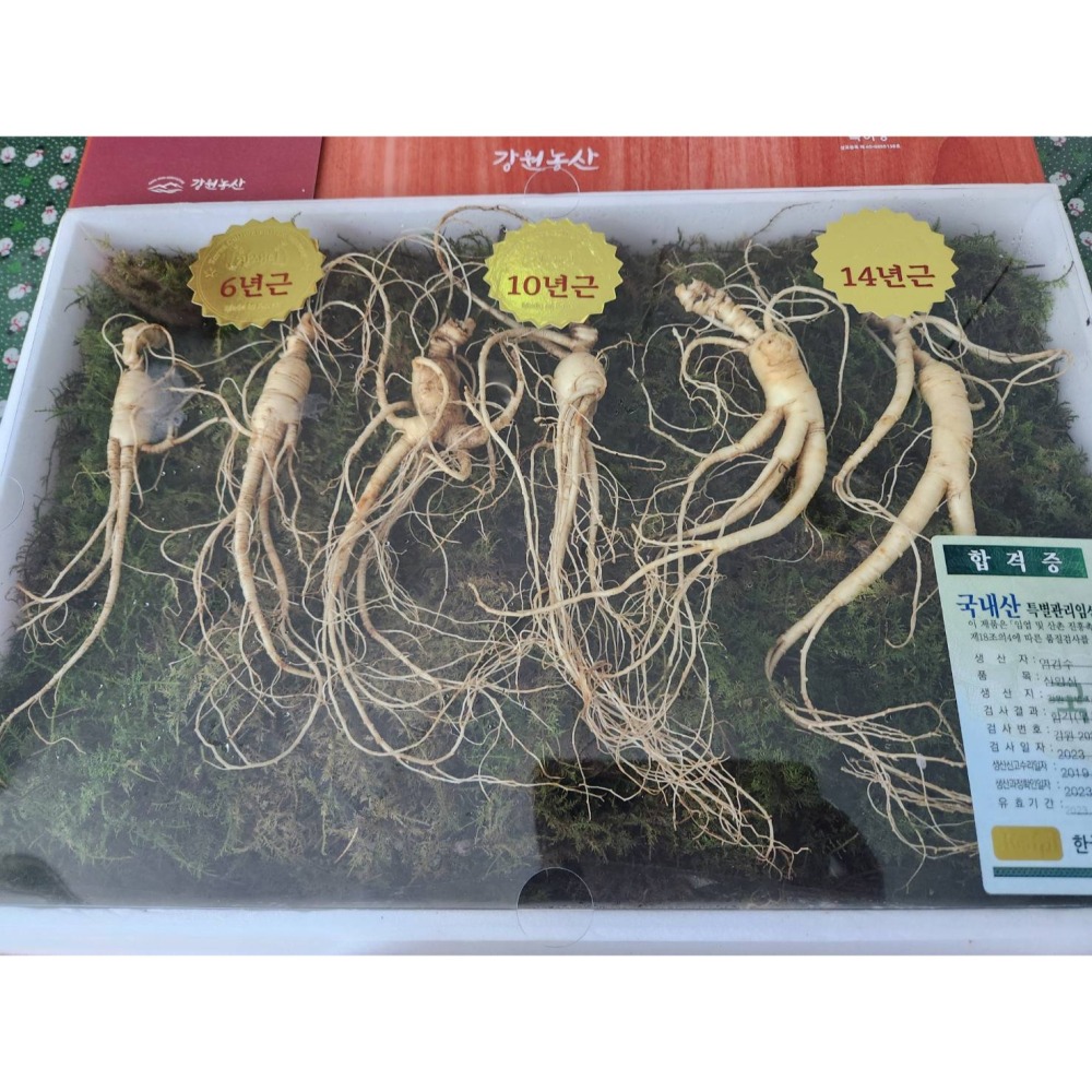 新鮮山蔘-細節圖2