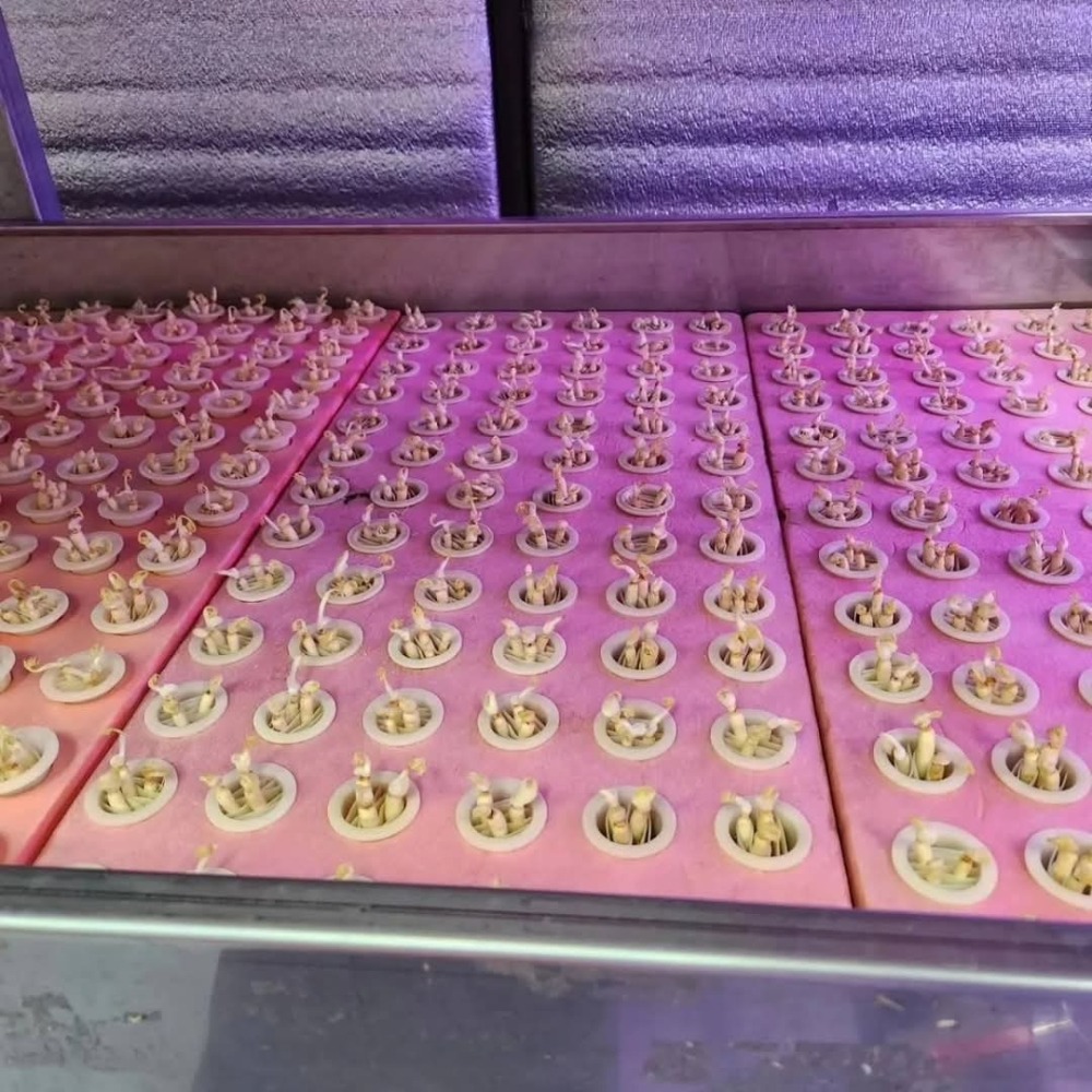 人參苗木(一年生)-細節圖2