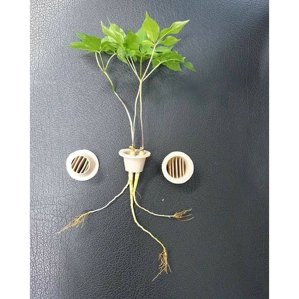 人參苗木(一年生)-細節圖3