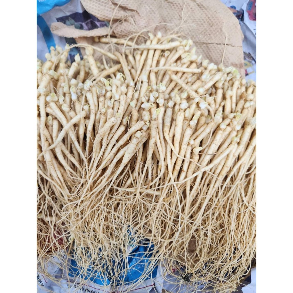 人參苗木(一年生)-細節圖4