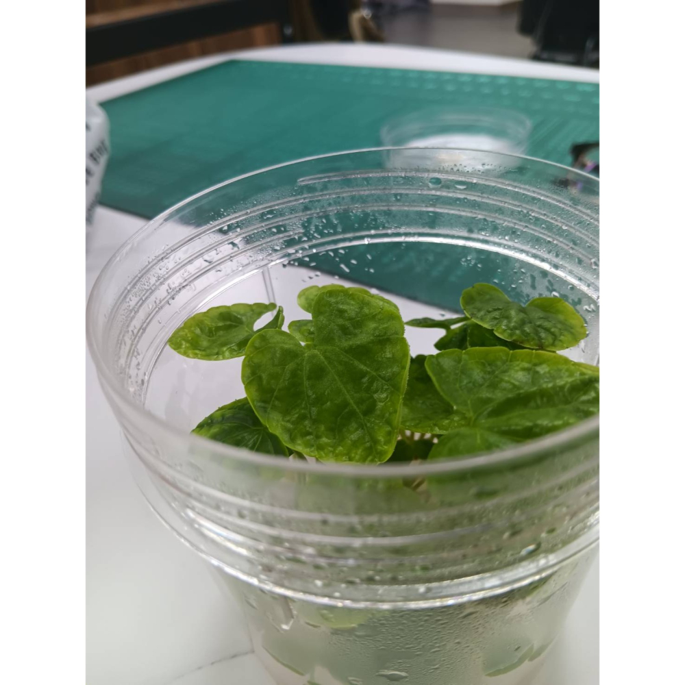 山葵苗-細節圖2