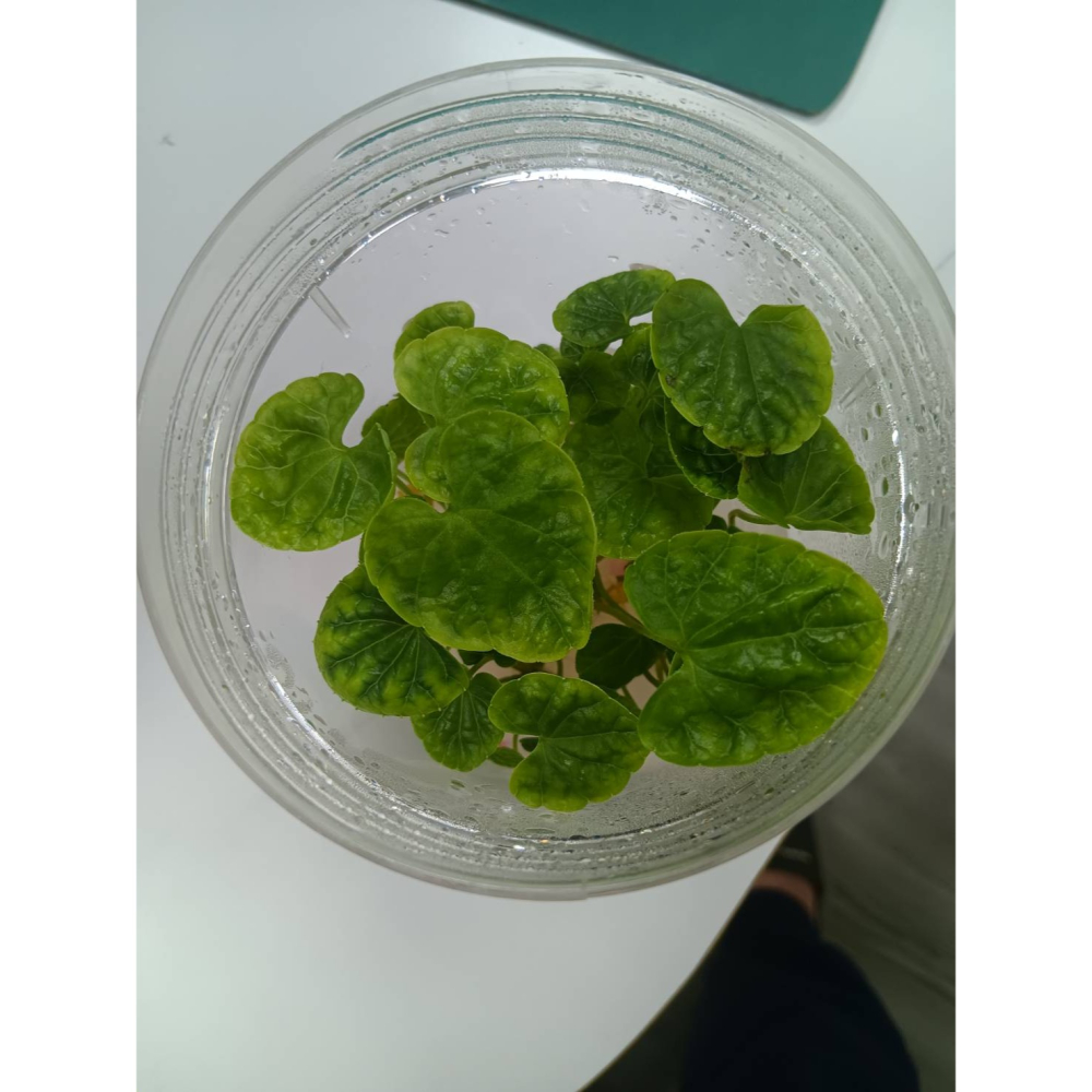 山葵苗-細節圖3