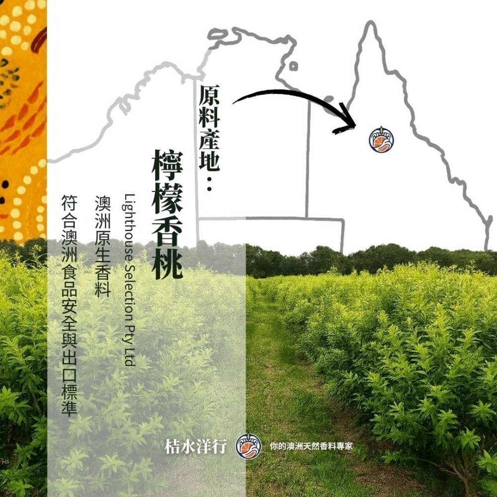 檸香黃玉米鬚茶-細節圖3