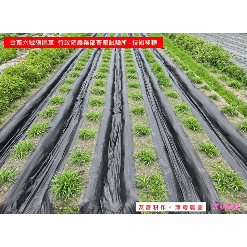 «台畜6號狼尾草»低溫烘焙乾草適合天竺鼠 兔子 烏龜 龍貓 倉鼠 水豚 松鼠 深受草食性動物喜愛 寵物牧草 乾草飼料-細節圖3