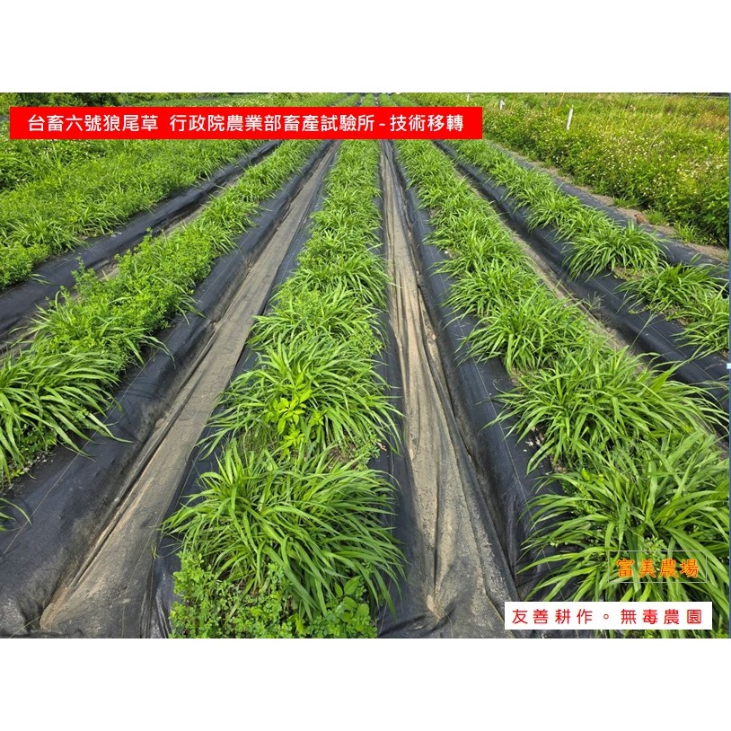 «台畜6號狼尾草»低溫烘焙乾草適合天竺鼠 兔子 烏龜 龍貓 倉鼠 水豚 松鼠 深受草食性動物喜愛 寵物牧草 乾草飼料-細節圖4