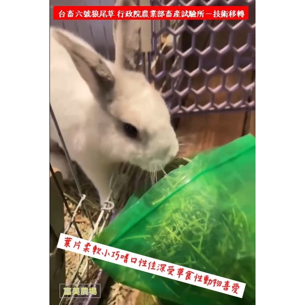 «台畜6號狼尾草»低溫烘焙乾草適合天竺鼠 兔子 烏龜 龍貓 倉鼠 水豚 松鼠 深受草食性動物喜愛 寵物牧草 乾草飼料-細節圖7