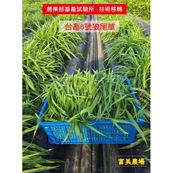 新鮮草 台畜六號狼尾草 適合鼠、兔、龜、龍貓 草食性動物飼料、狼尾草6號  寵物牧草、新鮮現摘-細節圖2