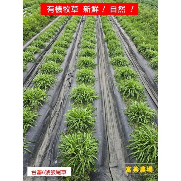 新鮮草 台畜六號狼尾草 適合鼠、兔、龜、龍貓 草食性動物飼料、狼尾草6號  寵物牧草、新鮮現摘-細節圖3