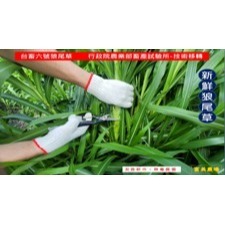 新鮮草 台畜六號狼尾草 適合鼠、兔、龜、龍貓 草食性動物飼料、狼尾草6號  寵物牧草、新鮮現摘-細節圖5