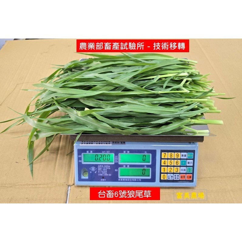 新鮮草 台畜六號狼尾草 適合鼠、兔、龜、龍貓 草食性動物飼料、狼尾草6號  寵物牧草、新鮮現摘-細節圖6
