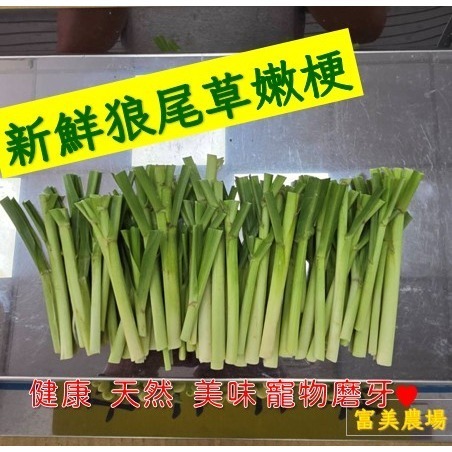 新鮮 狼尾草嫩梗 台畜6號狼尾草  寵物牧草 適合給寵物磨牙 兔子 烏龜 天竺鼠 倉鼠 水豚草食小動物喜愛-細節圖2